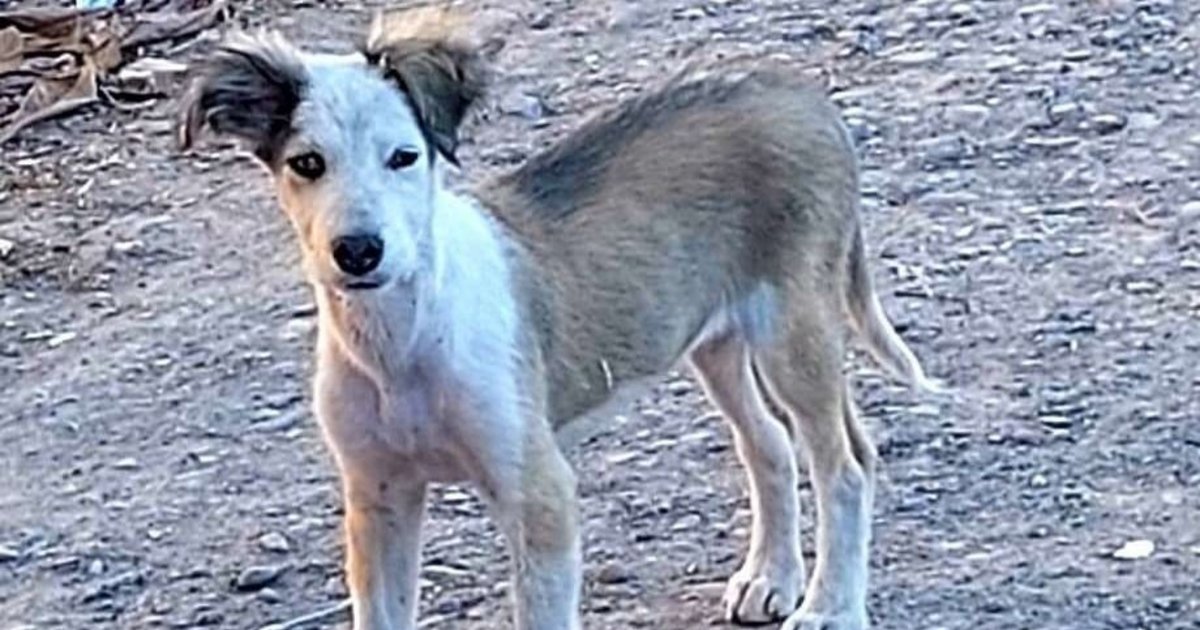 Huellas seguras, claves para salvar a canes del abandono