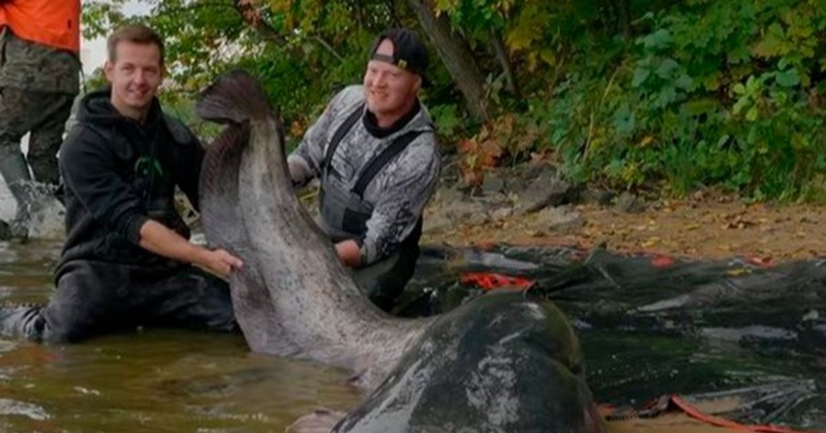 Pescaron un bagre gigante en Polonia que podría marcar un récord histórico
