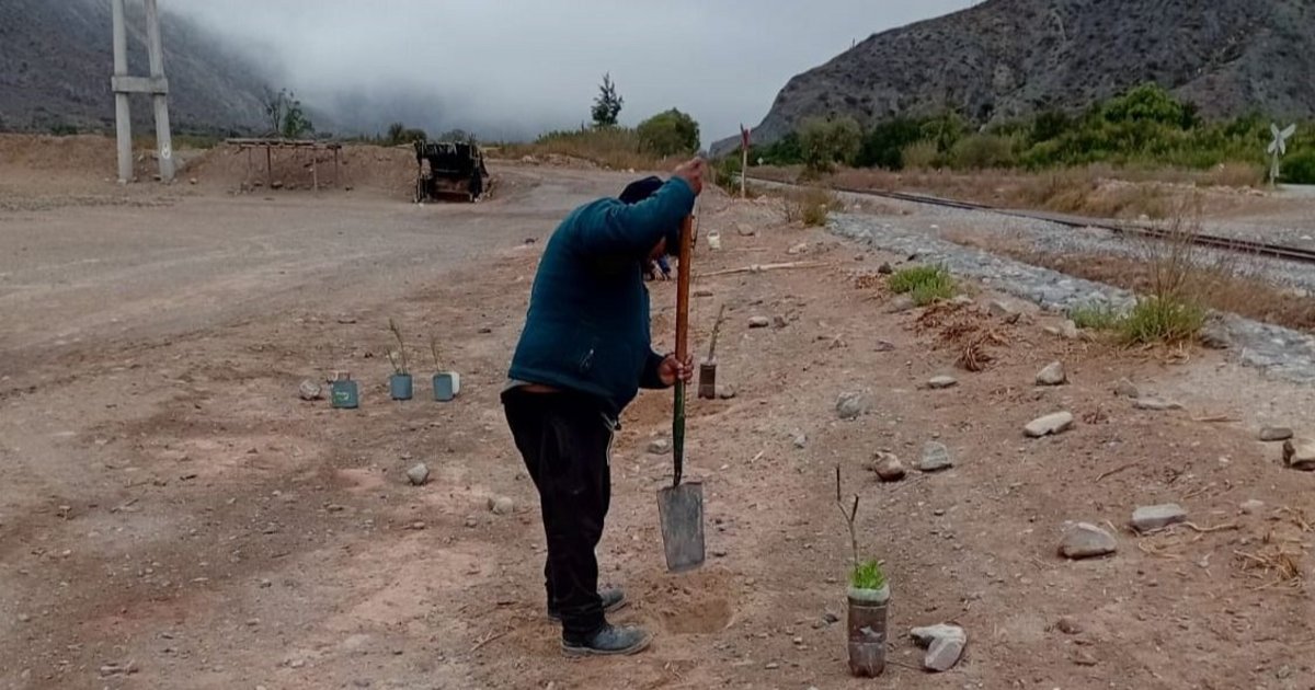 Arborización en Tumbaya Grande