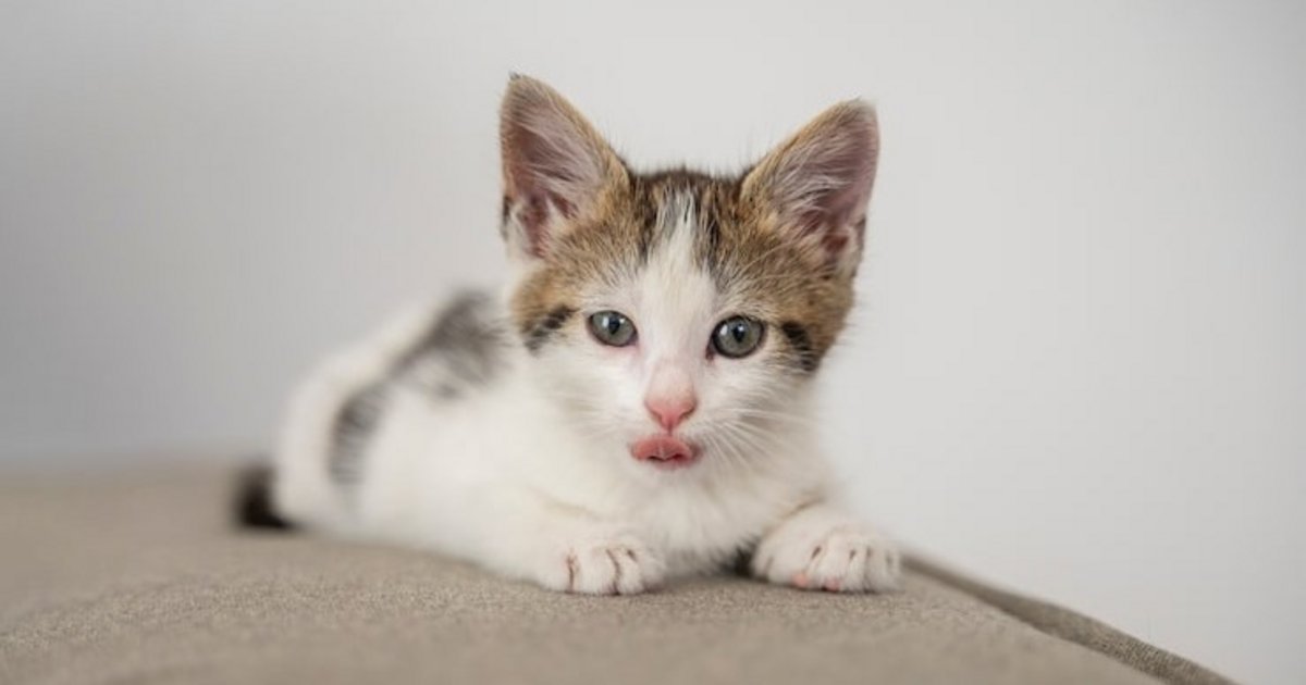 Día Internacional del Gato