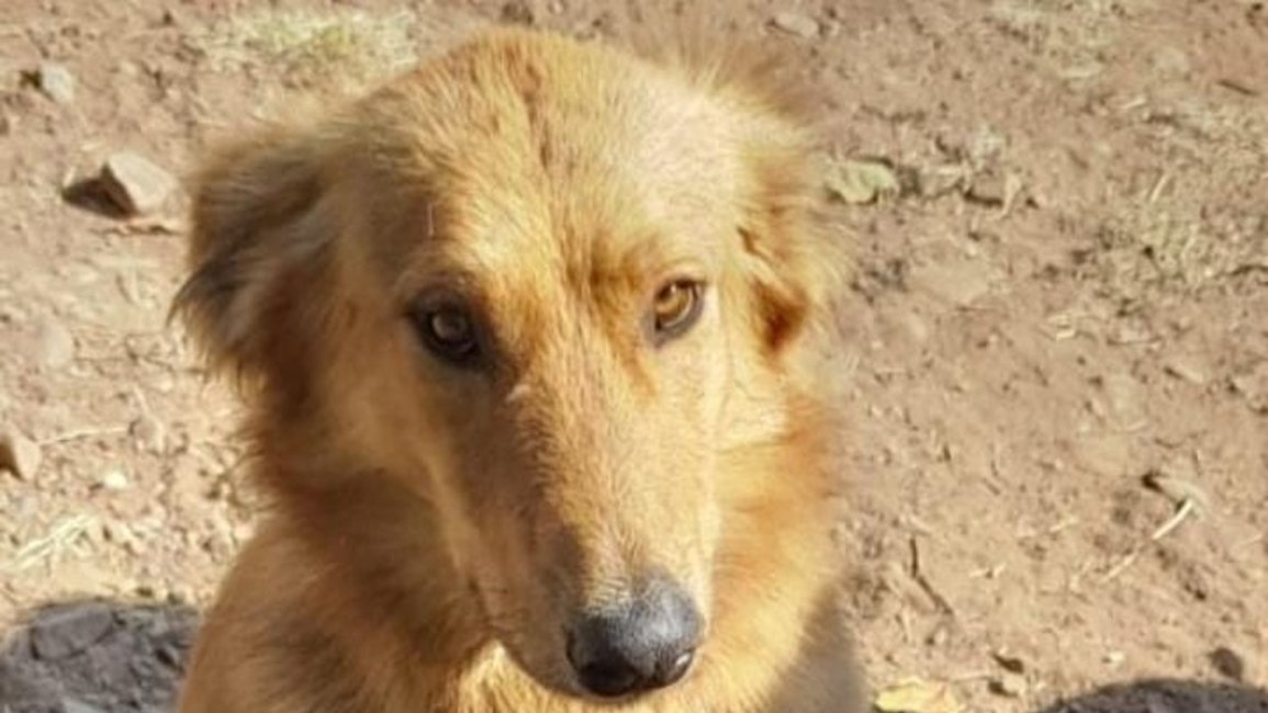 Un perro fue asesinado de un balazo en Palma Sola