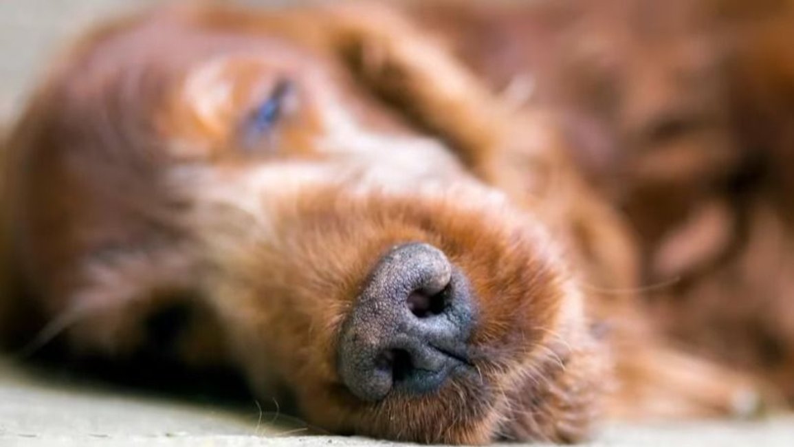 Investigan una nueva y misteriosa enfermedad que afecta a los perros en EEUU 