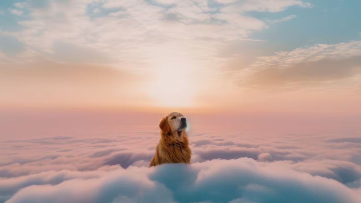 ¿Cómo manejar el duelo cuando muere una mascota?