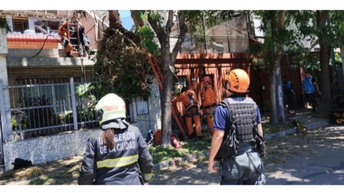 Podaba un árbol, cayó desde 10 metros y murió tras ahorcarse con el arnés