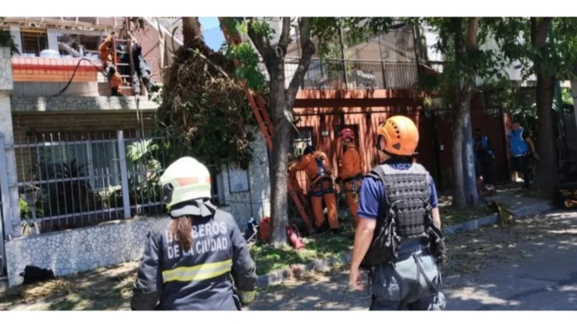 Podaba un árbol, cayó desde 10 metros y murió tras ahorcarse con el arnés