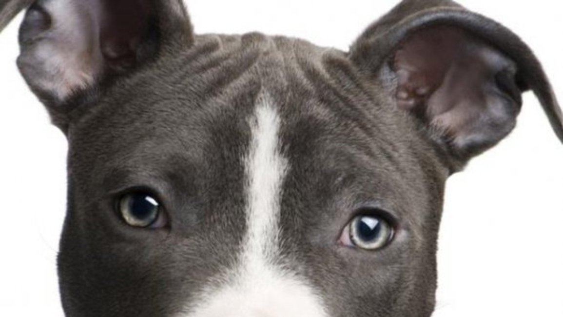 Un perro pitbull evita "entradera" a una familia