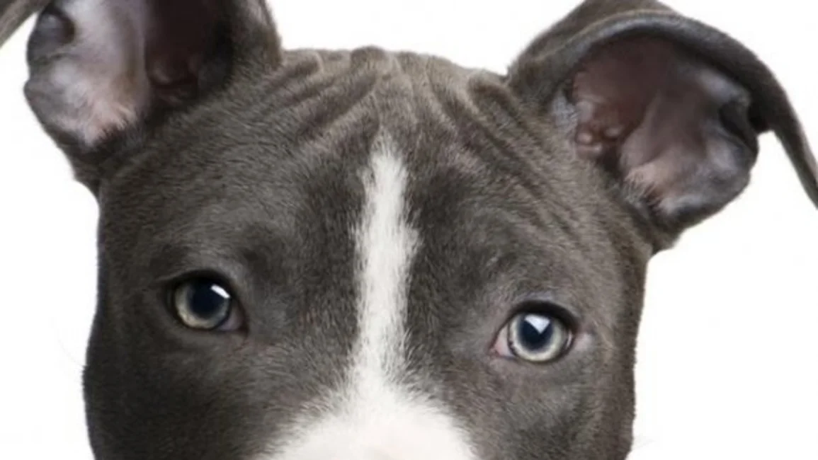 Un perro pitbull evita "entradera" a una familia