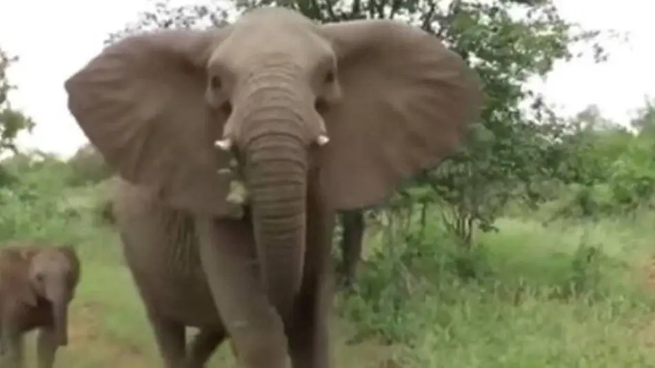 Un elefante atacó un camión con turistas durante un safari