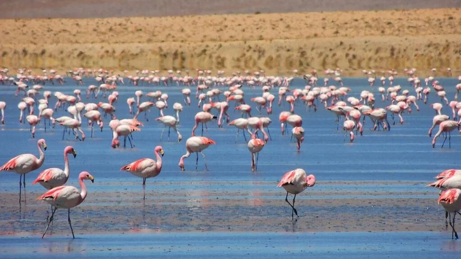 Un censo invernal contabilizó la presencia de 7.394 flamencos en la Laguna de Pozuelos