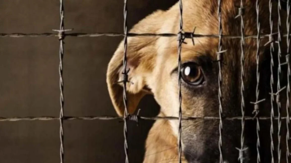 Jujuy: fue condenado a dos años y medio de prisión por "crueldad animal"