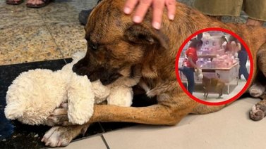 Perrito de la calle "roba" peluche de una tienda y clientes ...